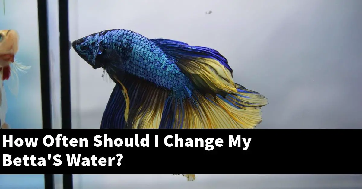 How Often Should I Change My Betta'S Water?