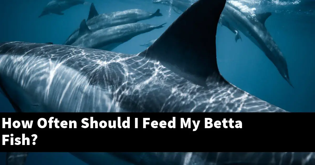 How Often Should I Feed My Betta Fish?