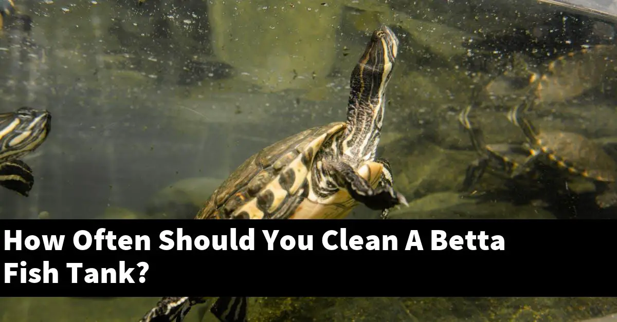 How Often Should You Clean A Betta Fish Tank?