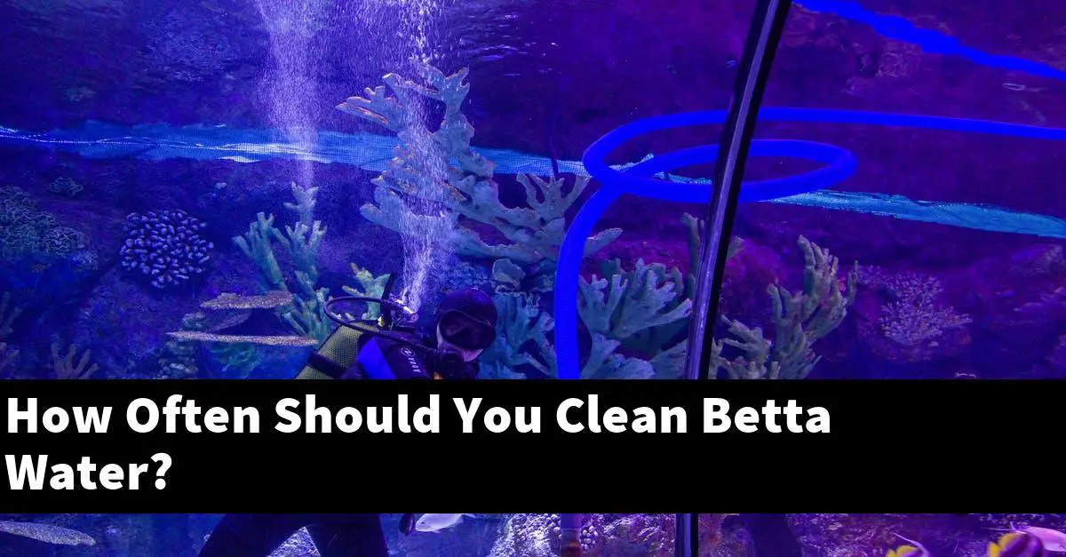 How Often Should You Clean Betta Water?