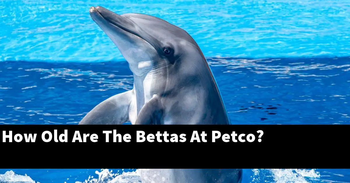 How Old Are The Bettas At Petco?