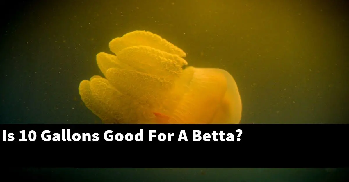 Is 10 Gallons Good For A Betta?