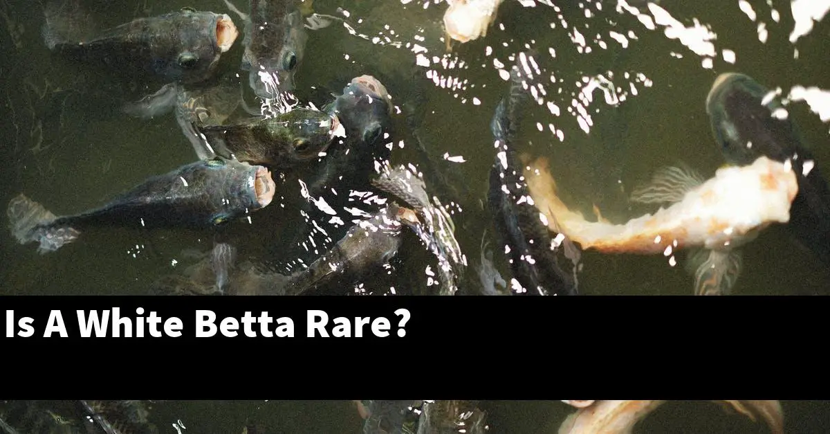 Is A White Betta Rare?
