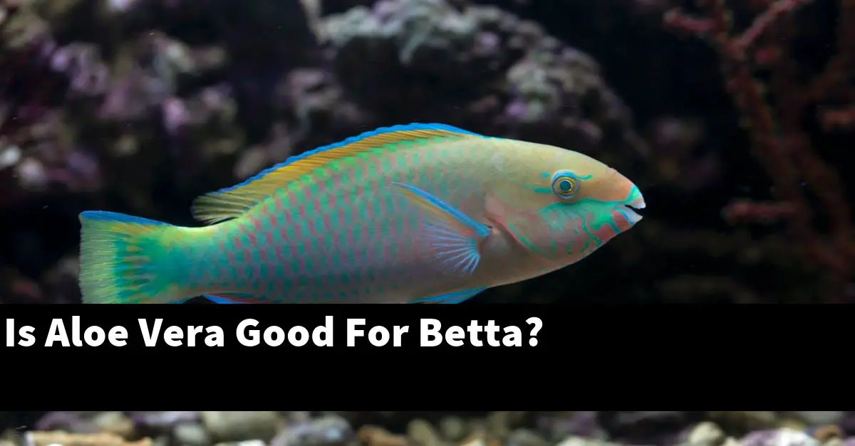 Is Aloe Vera Good For Betta?