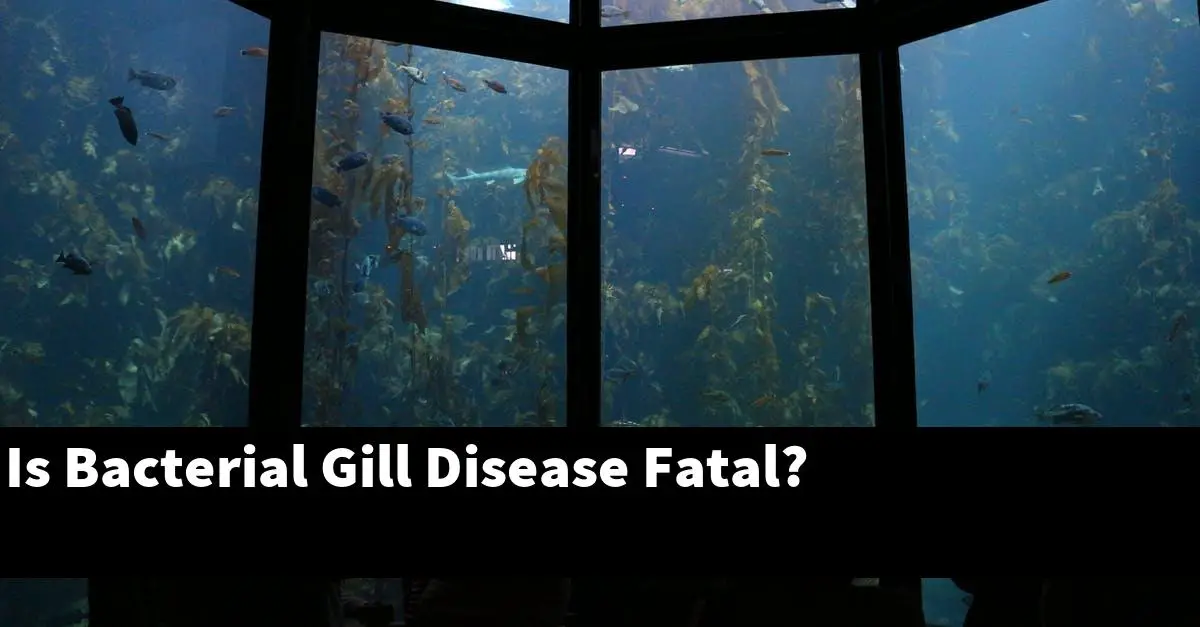 Is Bacterial Gill Disease Fatal?