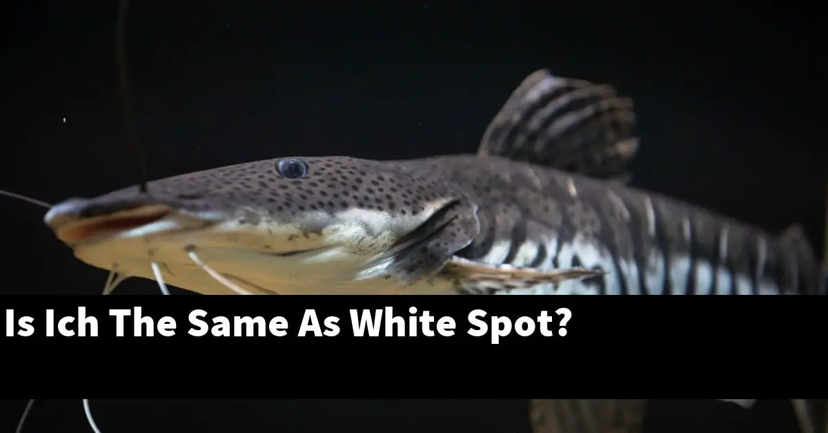 Is Ich The Same As White Spot?