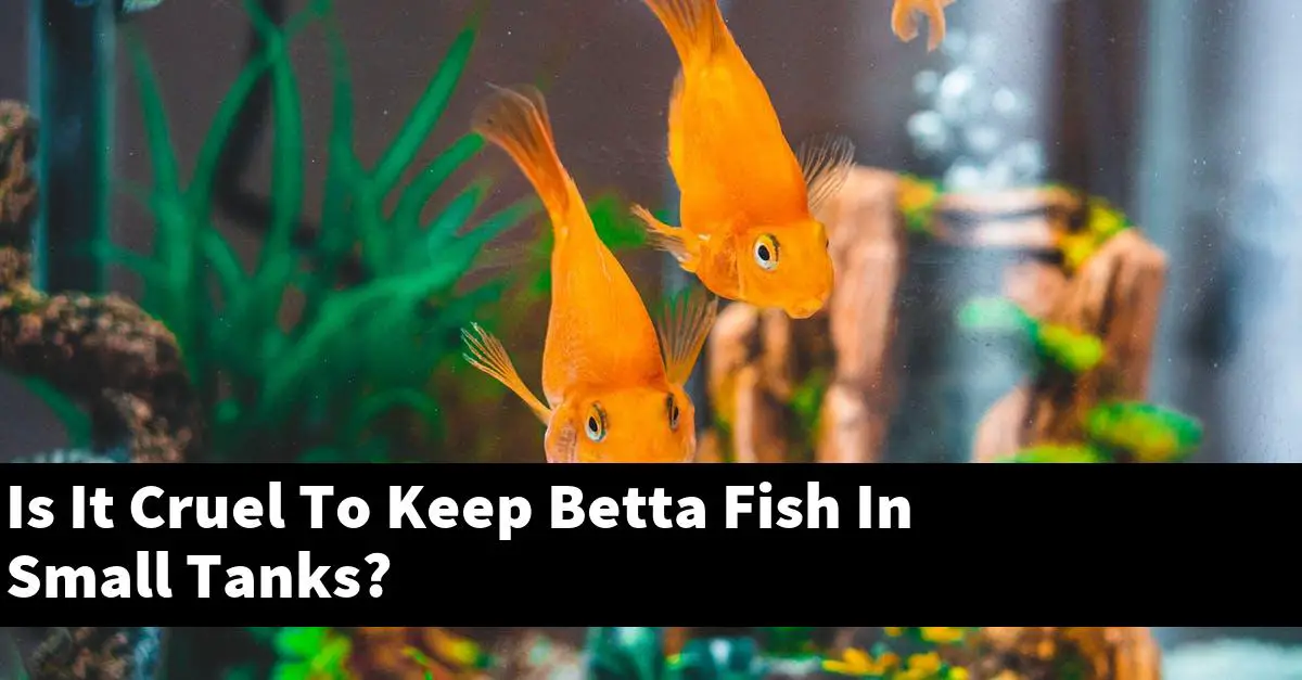 Is It Cruel To Keep Betta Fish In Small Tanks?