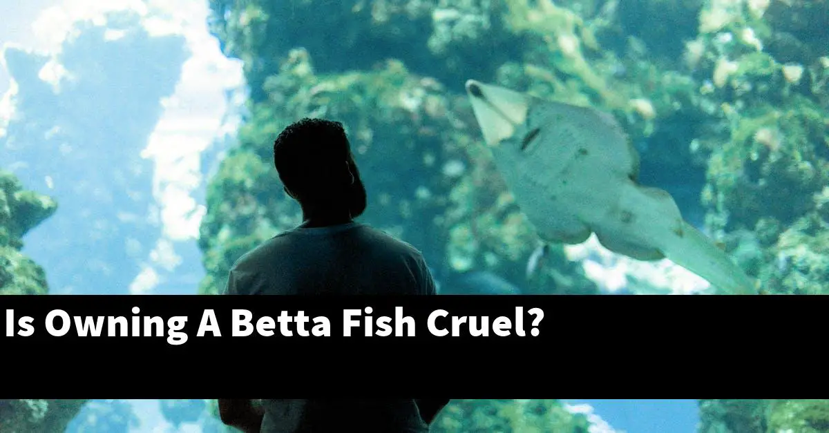 Is Owning A Betta Fish Cruel?