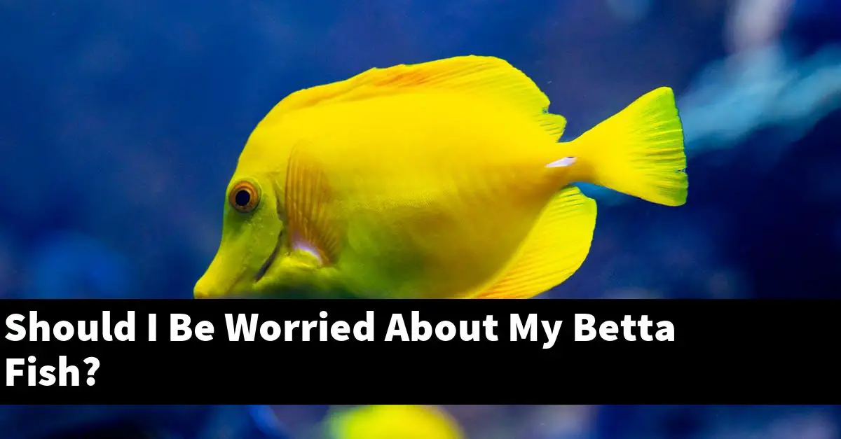 Should I Be Worried About My Betta Fish?