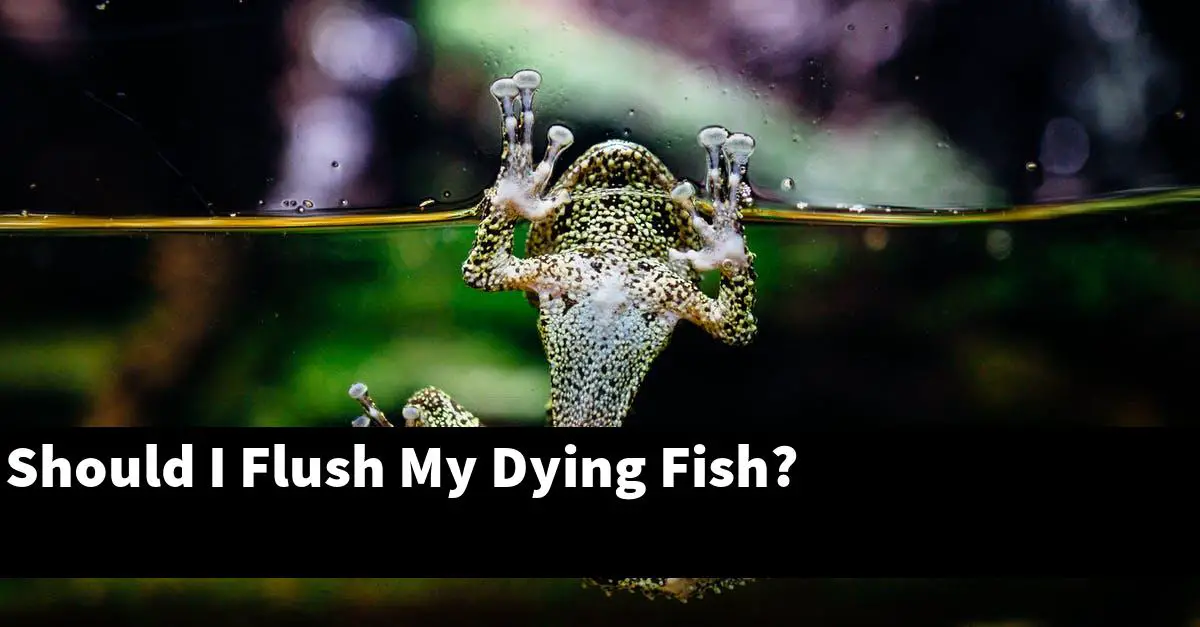 Should I Flush My Dying Fish?