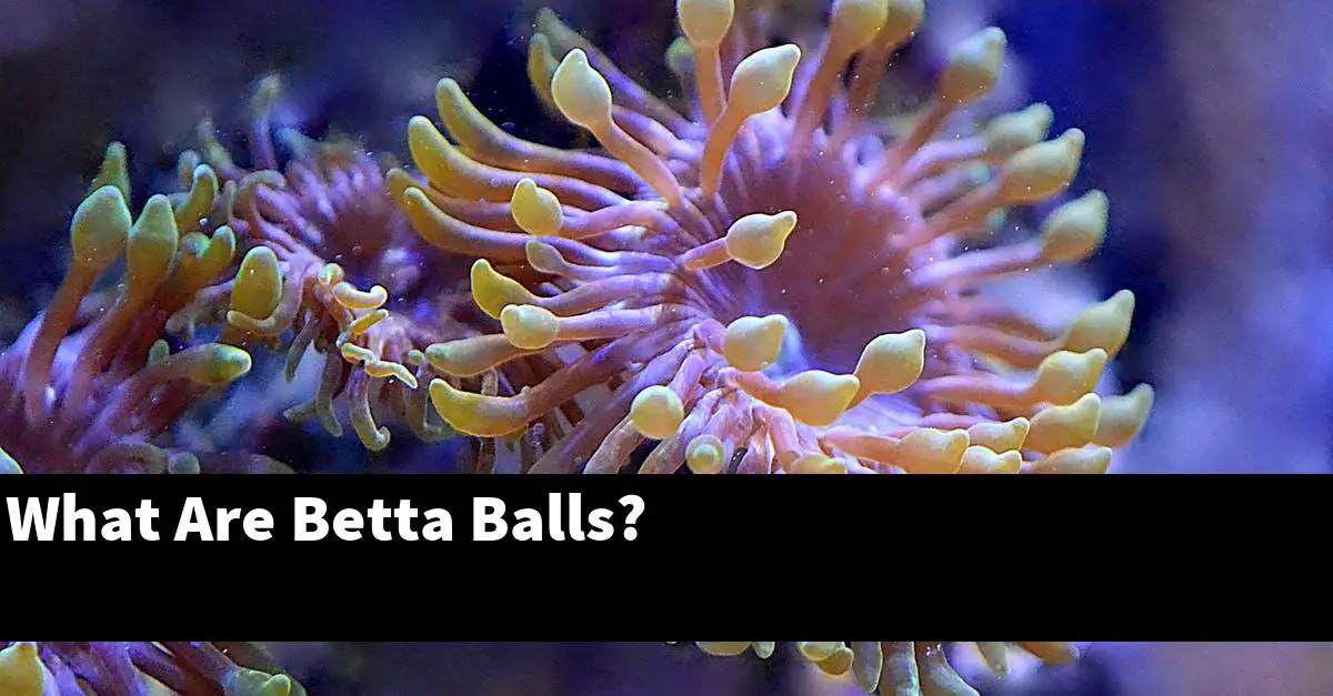 What Are Betta Balls?