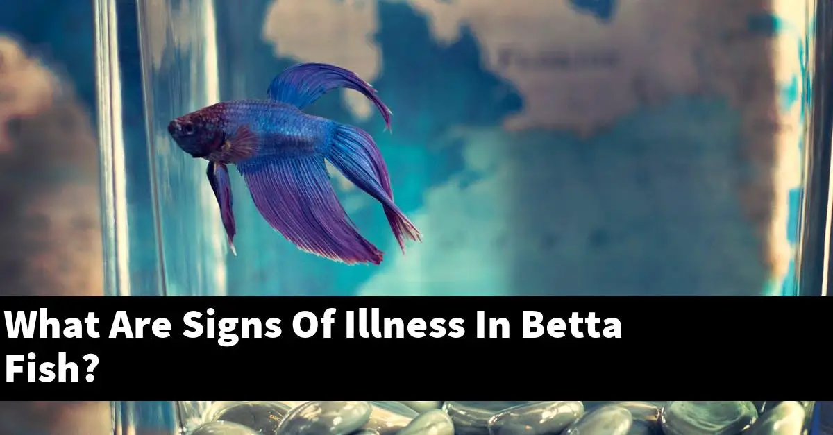What Are Signs Of Illness In Betta Fish?