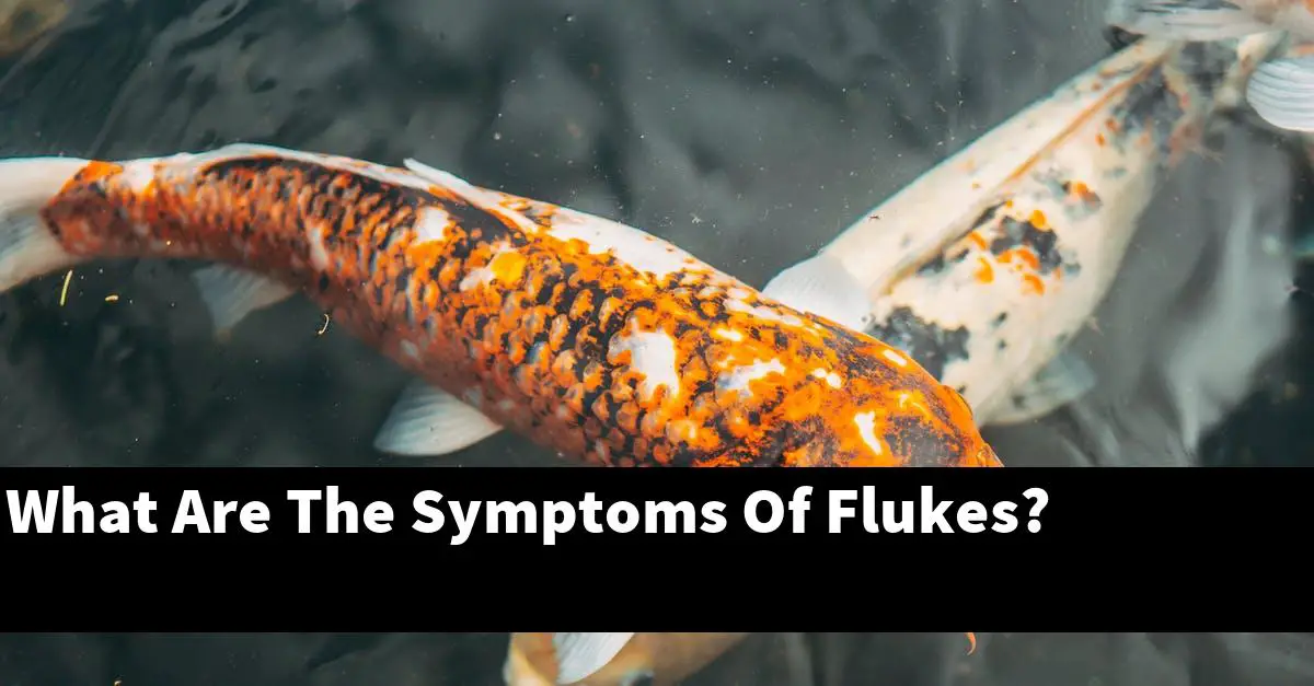 What Are The Symptoms Of Flukes?