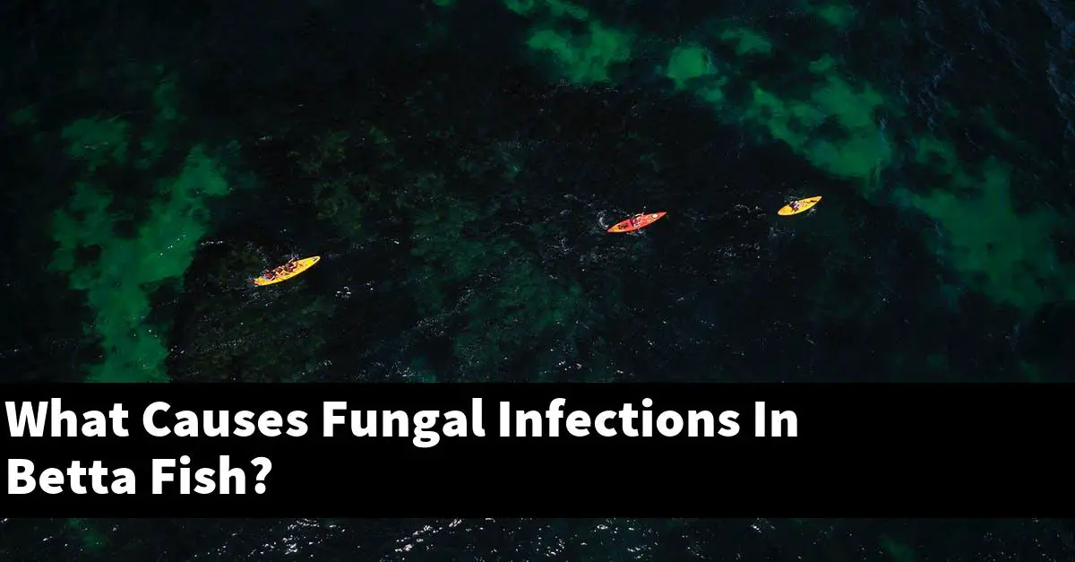 What Causes Fungal Infections In Betta Fish?