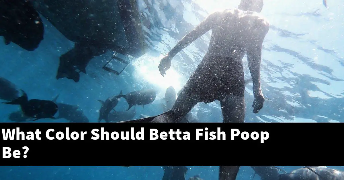 What Color Should Betta Fish Poop Be?