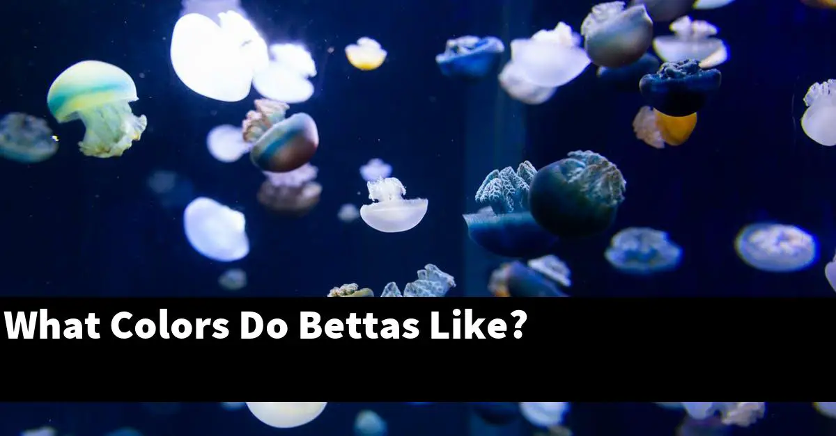 What Colors Do Bettas Like?