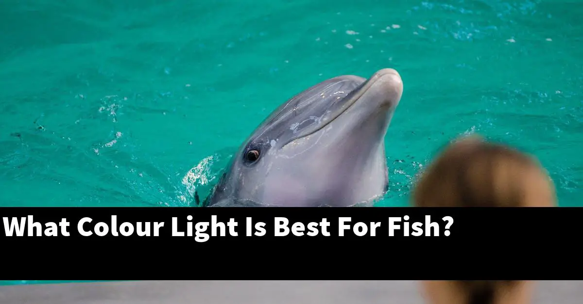 What Colour Light Is Best For Fish?