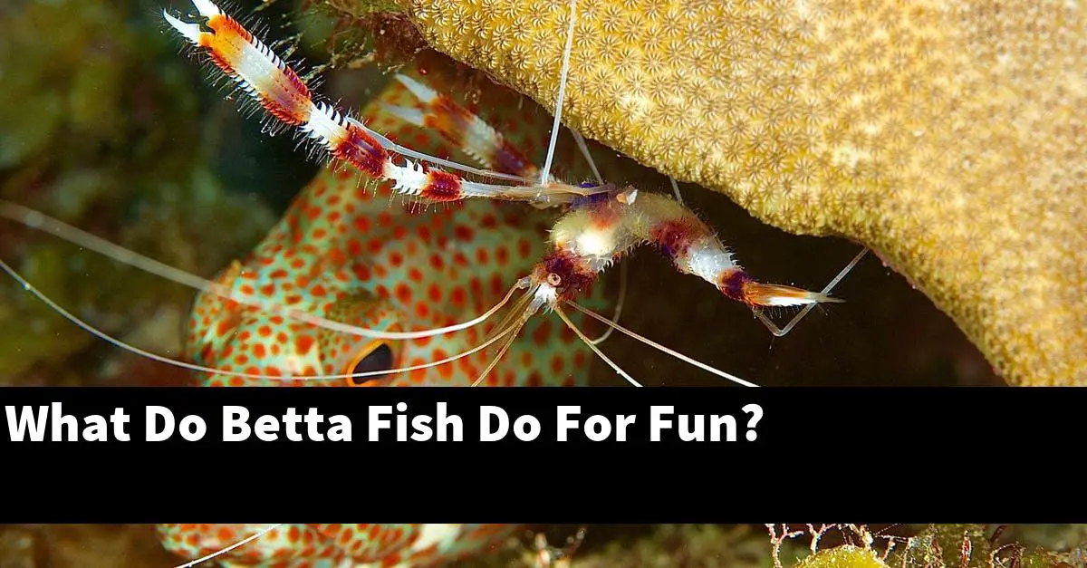 What Do Betta Fish Do For Fun?