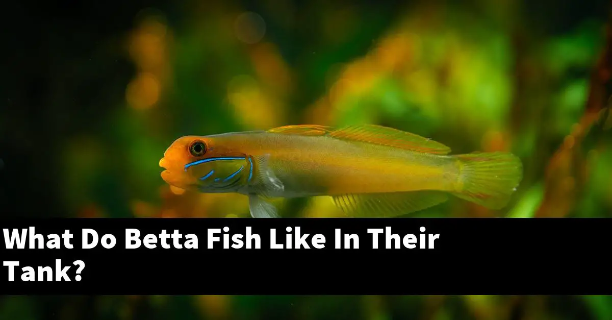 What Do Betta Fish Like In Their Tank?