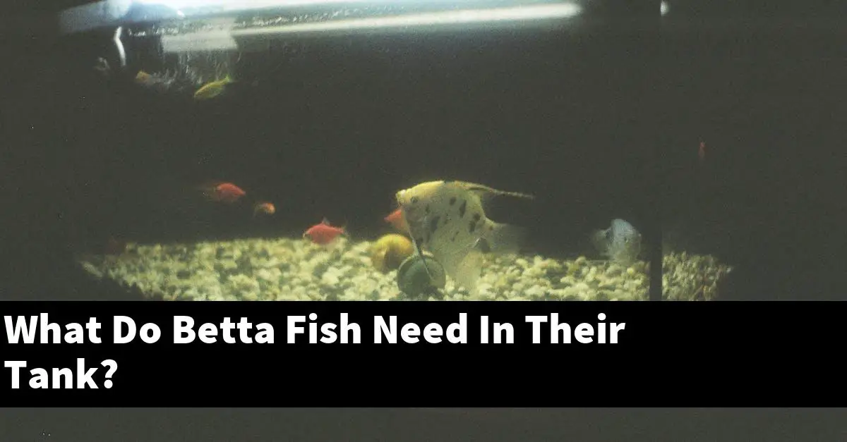 What Do Betta Fish Need In Their Tank?