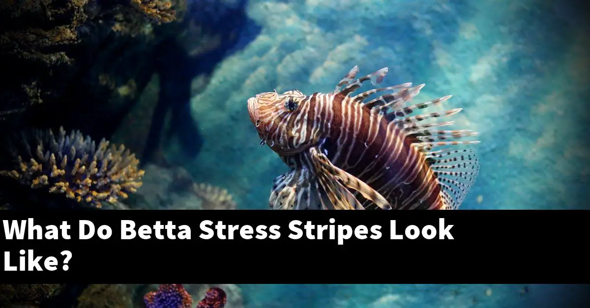 What Do Betta Stress Stripes Look Like?