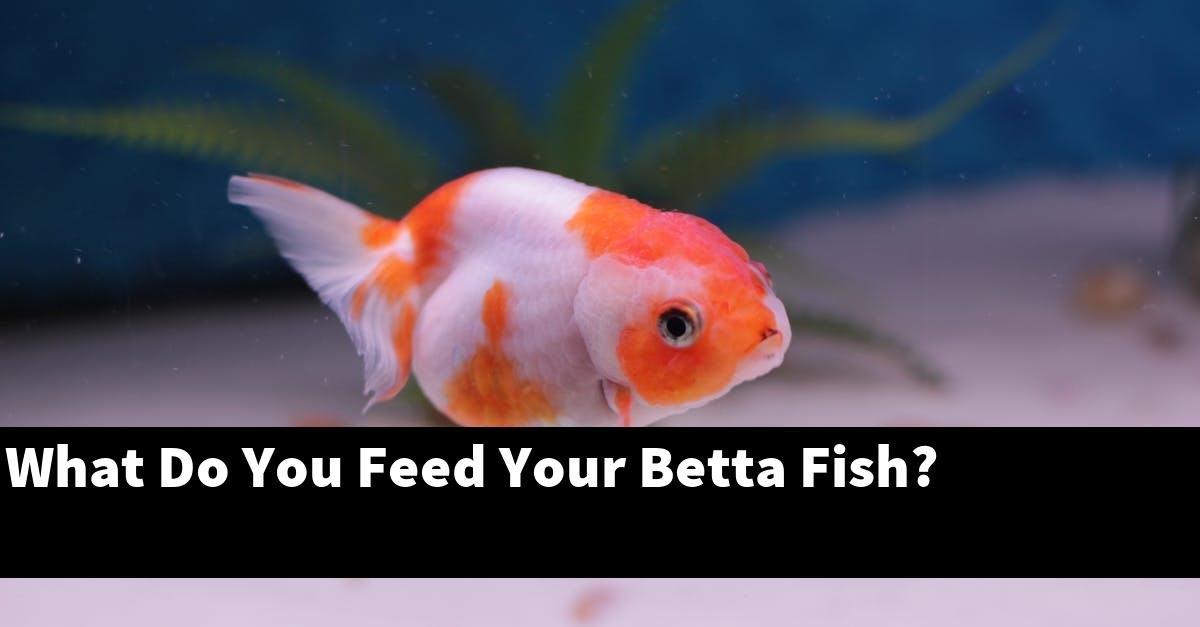 What Do You Feed Your Betta Fish?