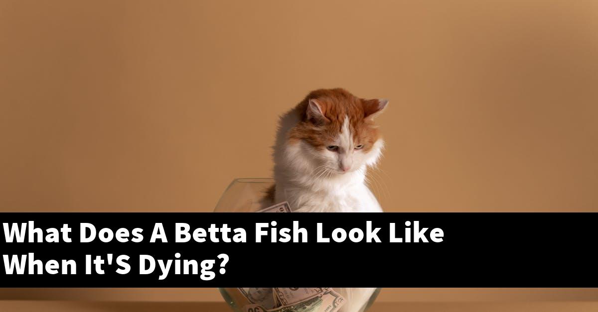 What Does A Betta Fish Look Like When It'S Dying?