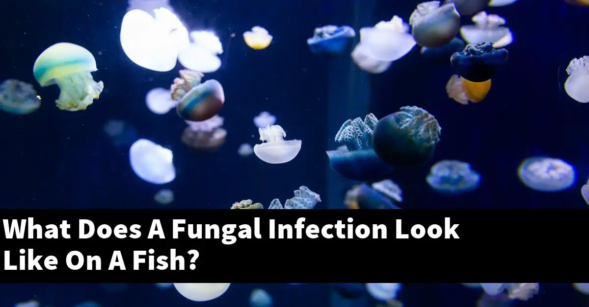 What Does A Fungal Infection Look Like On A Fish?