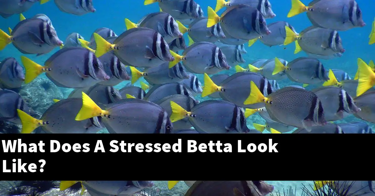 What Does A Stressed Betta Look Like?