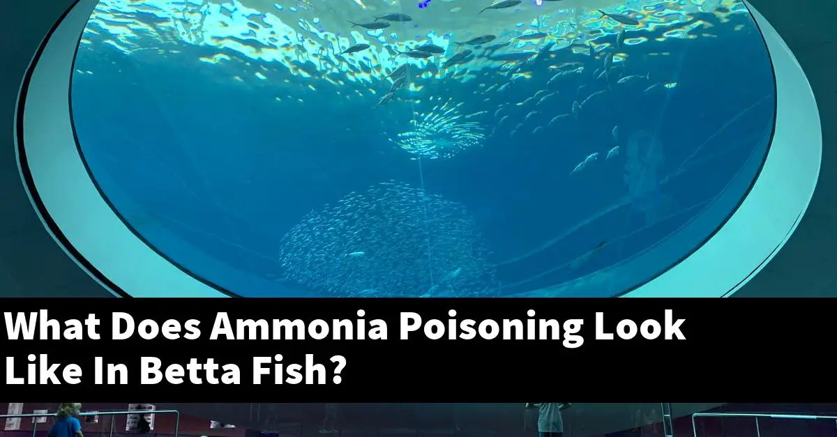 What Does Ammonia Poisoning Look Like In Betta Fish?