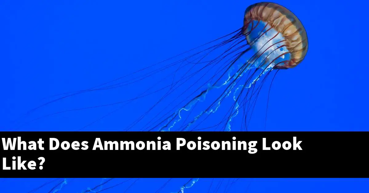 What Does Ammonia Poisoning Look Like?