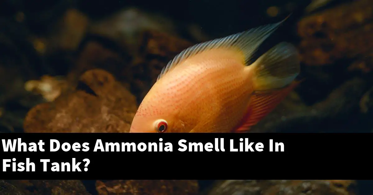 What Does Ammonia Smell Like In Fish Tank?