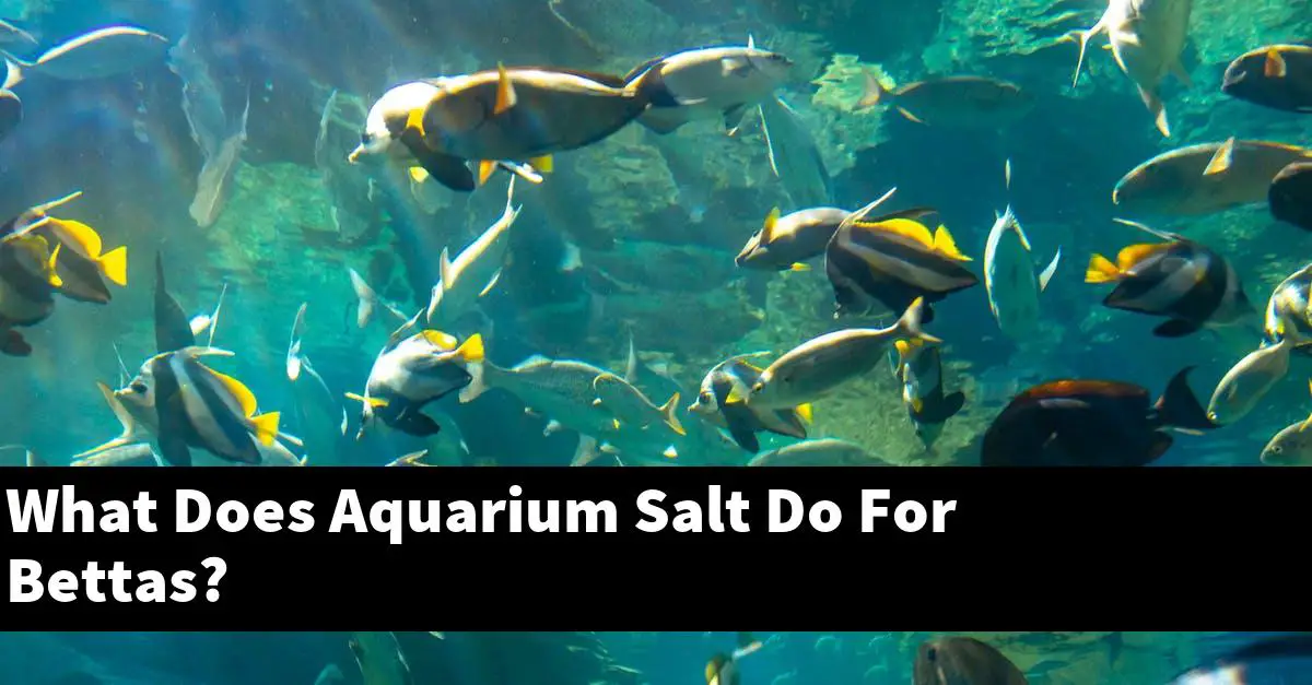 What Does Aquarium Salt Do For Bettas?