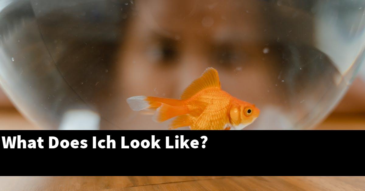What Does Ich Look Like?