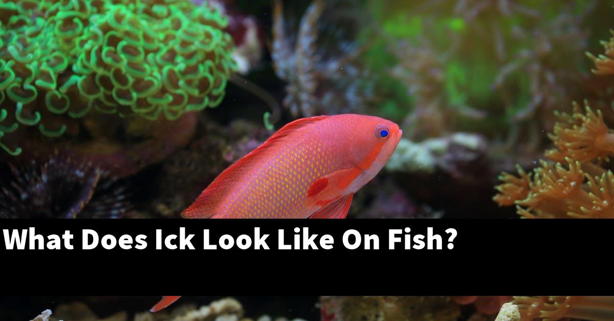 What Does Ick Look Like On Fish?