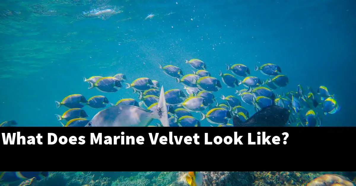 What Does Marine Velvet Look Like?