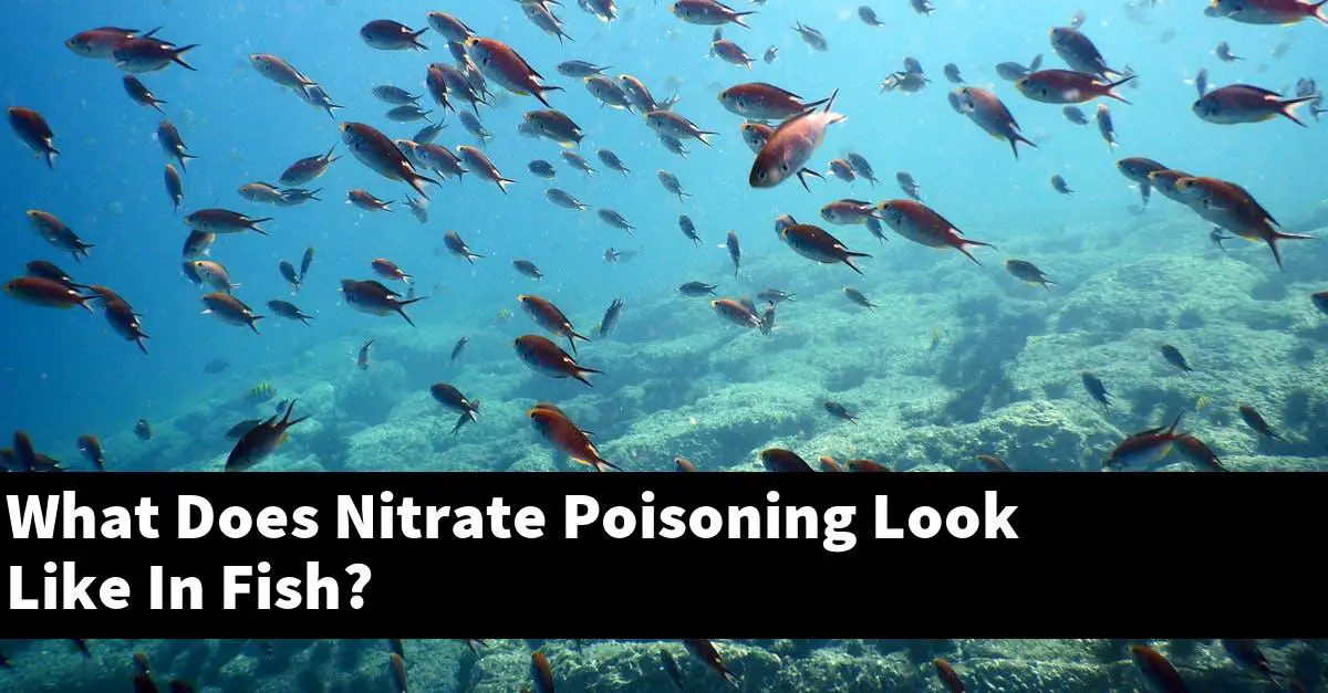 What Does Nitrate Poisoning Look Like In Fish?