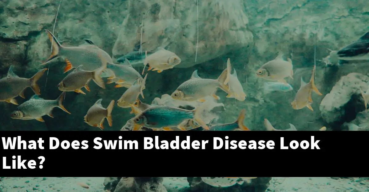 What Does Swim Bladder Disease Look Like?