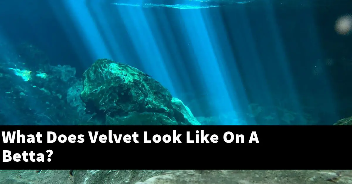 What Does Velvet Look Like On A Betta?