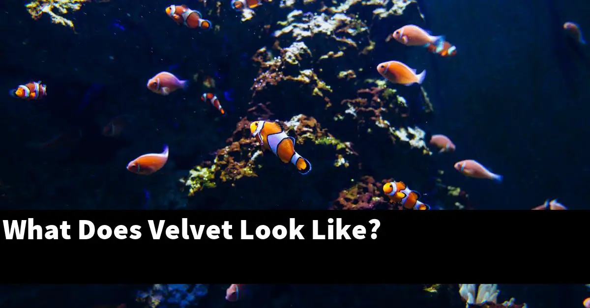 What Does Velvet Look Like?