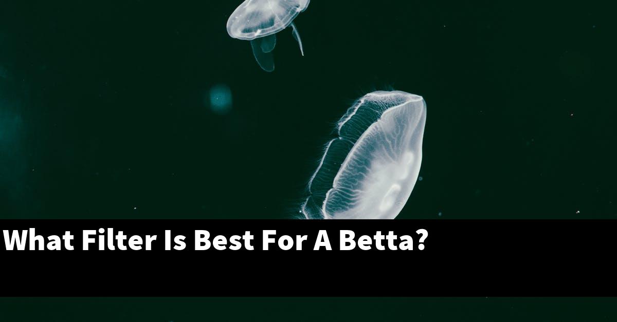 What Filter Is Best For A Betta?