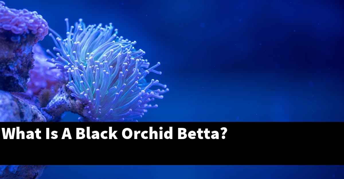 What Is A Black Orchid Betta?