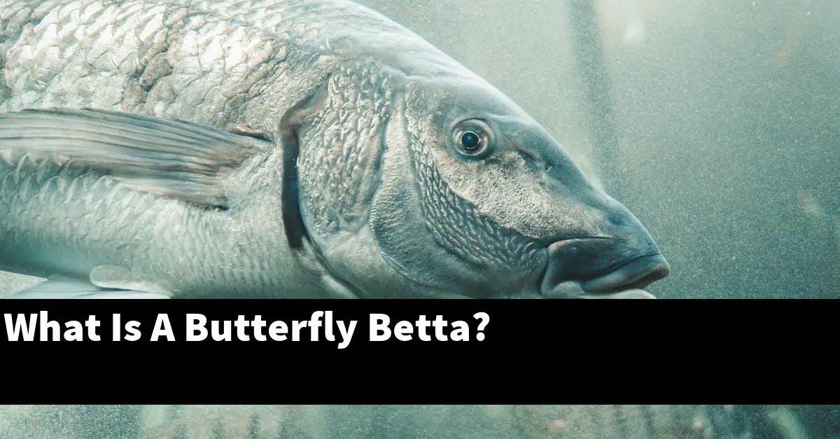 What Is A Butterfly Betta?