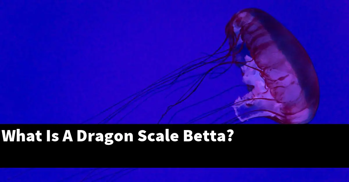 What Is A Dragon Scale Betta?