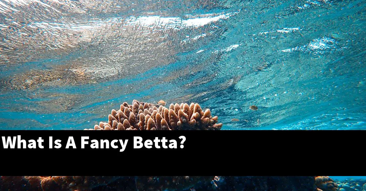 What Is A Fancy Betta?