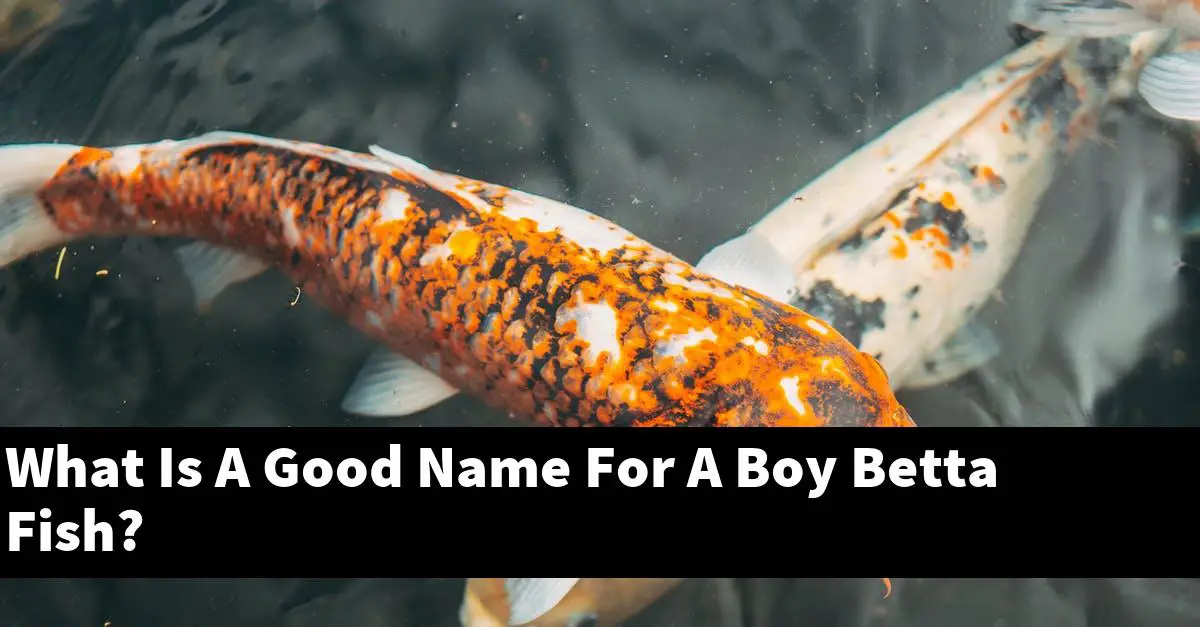 What Is A Good Name For A Boy Betta Fish?