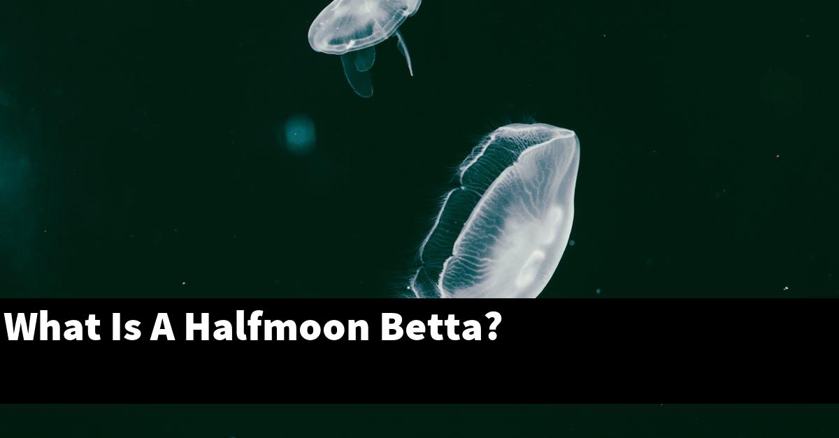 What Is A Halfmoon Betta?