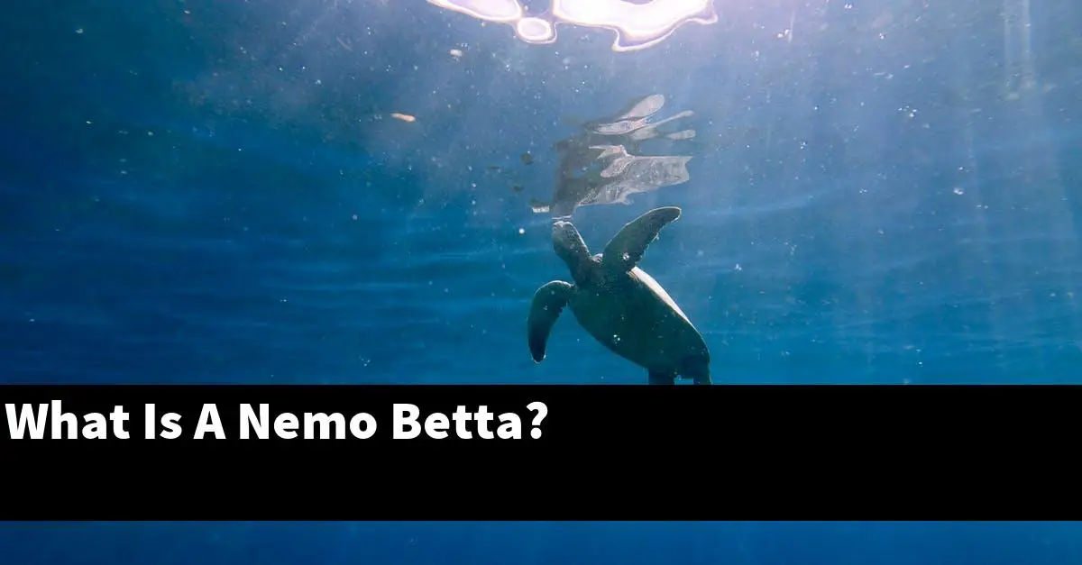 What Is A Nemo Betta?