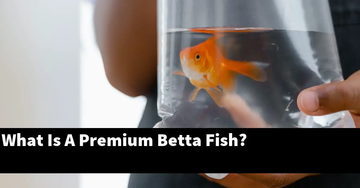 What Is A Premium Betta Fish?