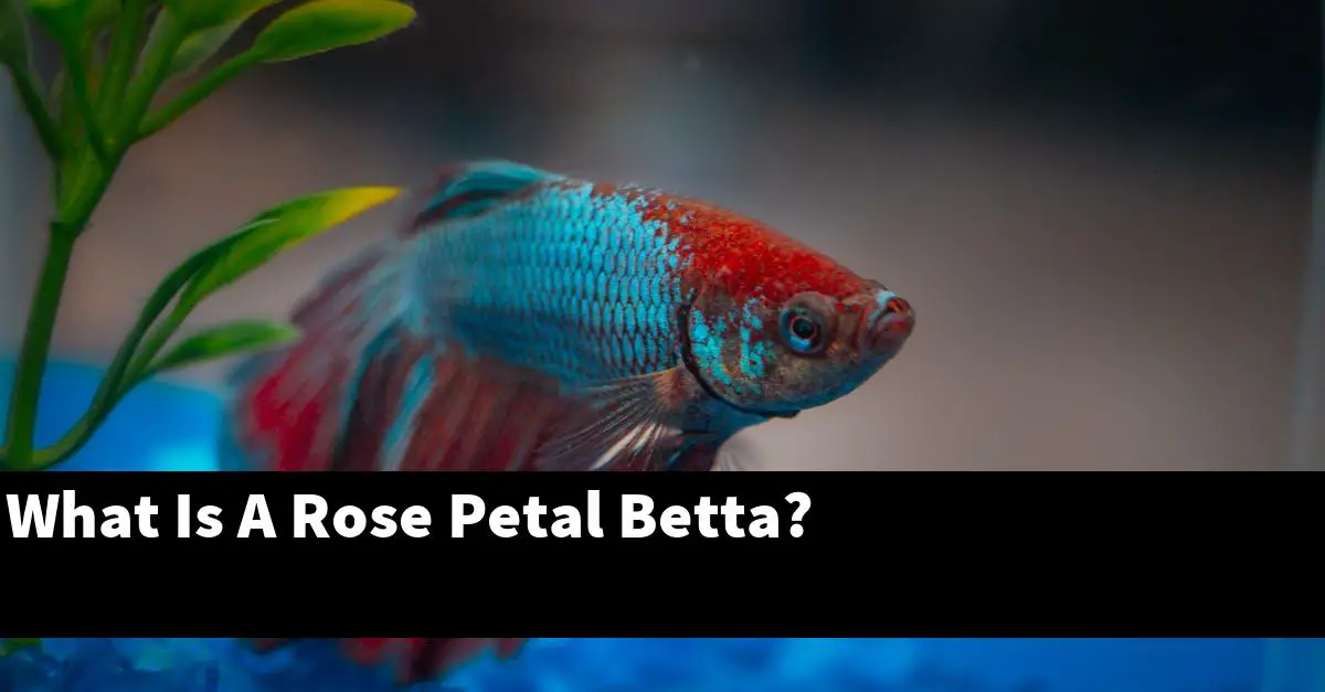 What Is A Rose Petal Betta?